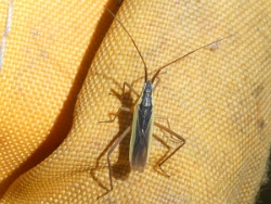 Notostira elongata